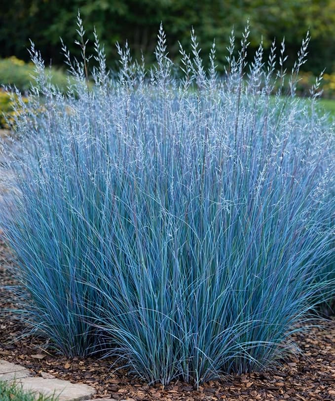 3 Little Bluestem Grass Live Plant Plug– Native Ornamental Grass – Blue-Green Foliage with Red Fall Color – Drought Tolerant Perennial (Schizachyrium scoparium)