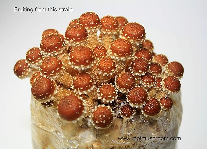 Root Mushroom Farm-Mushroom Liquid Cultures/Chestnut Muhsroom(Pholiota adiposa)