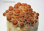 Root Mushroom Farm-Mushroom Liquid Cultures/Chestnut Muhsroom(Pholiota adiposa)