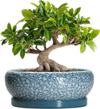 Bonsai Pots 10 Inch - Ceramic Succulent Planters with Drainage Hole and Saucer, Succulent Pots for Indoor Outdoor, Shallow Flower Pot, Round Planter, Patio Decor, Housewarming Gifts, Blue