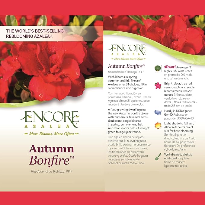 1 Gal Encore Azalea Autumn Bonfire