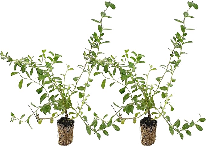 ragnaroc Blue Daze +10" (Evolvulus glomeratus) 2ct - Live Plant for Indoor Outdoor Use, Garden & Landscaping - Live Arrival Guaranteed