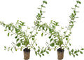 ragnaroc Blue Daze +10" (Evolvulus glomeratus) 2ct - Live Plant for Indoor Outdoor Use, Garden & Landscaping - Live Arrival Guaranteed