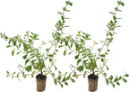 ragnaroc Blue Daze +10" (Evolvulus glomeratus) 2ct - Live Plant for Indoor Outdoor Use, Garden & Landscaping - Live Arrival Guaranteed