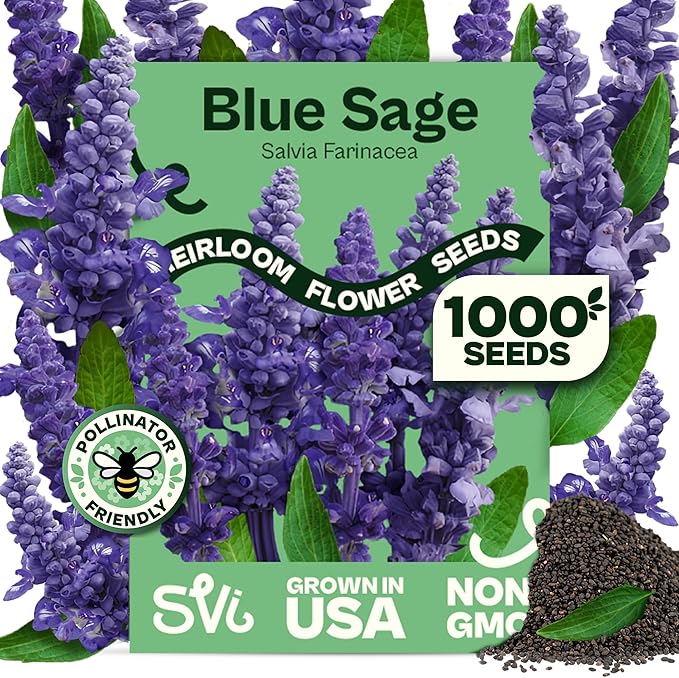 SVI 1000 Blue Sage Seeds for Planting (Salvia farinacea) - Heirloom Sage, Salvia Perennial Wildflower - Flower Seeds to Plant Outside in Pollinator Garden, Meadows, Borders, Beds