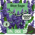 SVI 1000 Blue Sage Seeds for Planting (Salvia farinacea) - Heirloom Sage, Salvia Perennial Wildflower - Flower Seeds to Plant Outside in Pollinator Garden, Meadows, Borders, Beds