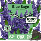 SVI 1000 Blue Sage Seeds for Planting (Salvia farinacea) - Heirloom Sage, Salvia Perennial Wildflower - Flower Seeds to Plant Outside in Pollinator Garden, Meadows, Borders, Beds