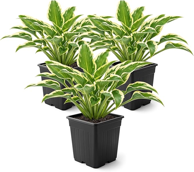 Live Perennial Hosta - Libby (3 Plants Per Pack) Beautiful Accent Plant, 10" Tall by 4" Wide in 1 Qt Pot