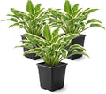 Live Perennial Hosta - Libby (3 Plants Per Pack) Beautiful Accent Plant, 10" Tall by 4" Wide in 1 Qt Pot