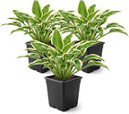 Live Perennial Hosta - Libby (3 Plants Per Pack) Beautiful Accent Plant, 10" Tall by 4" Wide in 1 Qt Pot