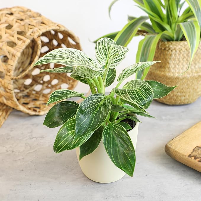 Live Philodendron Houseplants (3PK) Indoor Houseplant Philodendrons Mix Pack, Real Indoor Plants for Beginners, Rotating Assortment, Easy Plant Care