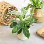 Live Philodendron Houseplants (3PK) Indoor Houseplant Philodendrons Mix Pack, Real Indoor Plants for Beginners, Rotating Assortment, Easy Plant Care