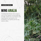 California Tropicals Ming Aralia 6'' Live Bonsai Tree - Unique and Easy to Grow Houseplant for Hobbies, Desk, Interior Ideas, Gardening, Crafts, Gifts, and Starter Gardeners