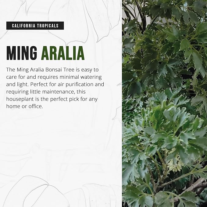 California Tropicals Ming Aralia 6'' Live Bonsai Tree - Unique and Easy to Grow Houseplant for Hobbies, Desk, Interior Ideas, Gardening, Crafts, Gifts, and Starter Gardeners