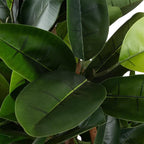 Artificial Rubber Plant - 70-Inch Faux Tree with Natural-Feel Leaves - Realistic Potted Indoor Plant for Office or Home Decor by Pure Garden (Green)