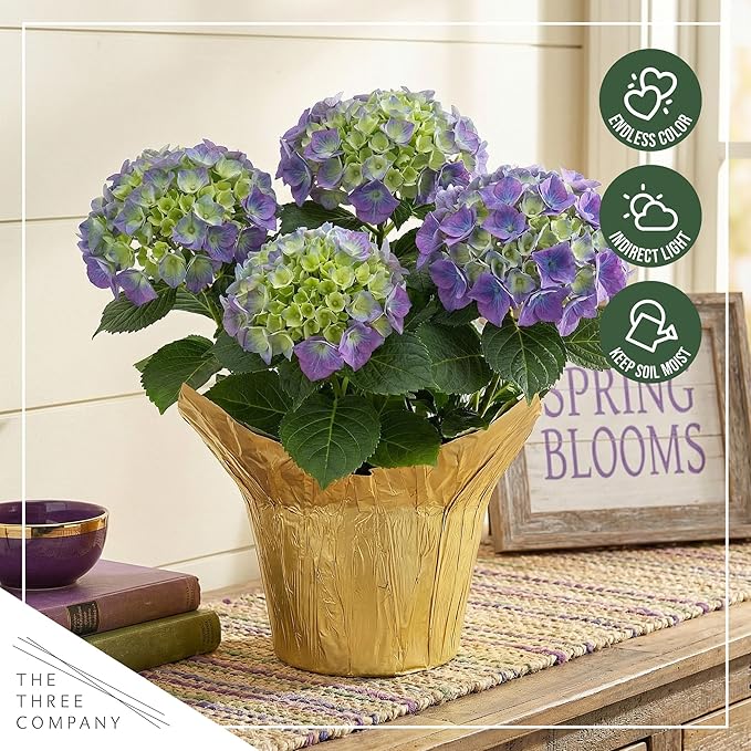 Live Flowering Hydrangea - Shades of Blue, 5+ Beautiful Blooms, 1.5 Qt Pot with Deco Cover, 12" Tall by 8" Wide