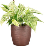 Thorsen's Greenhouse Marble Queen Pothos, Live Indoor Plant, Easy to Grow, Rare Variegated Houseplant, Natural Air Purifier, 4-inch Diameter Pot (Copper)