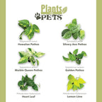 6-Pack Pothos & Philodendron Live Plants, 4-Pack Pothos Live Indoor House Plants Air Purifying Easy Care Low Light