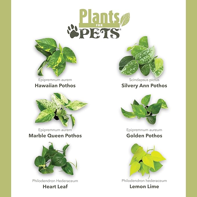 6-Pack Pothos & Philodendron Live Plants, 4-Pack Pothos Live Indoor House Plants Air Purifying Easy Care Low Light