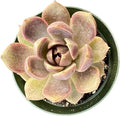 Sprout N Green Echeveria 'Chocolate Mousse', Rare Live Succulent Plant Fully Rooted in 4" Planter with Soil, Home Office Indoor Outdoor Wedding Decoration DIY Projects Party Favor