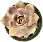 Sprout N Green Echeveria 'Chocolate Mousse', Rare Live Succulent Plant Fully Rooted in 4" Planter with Soil, Home Office Indoor Outdoor Wedding Decoration DIY Projects Party Favor