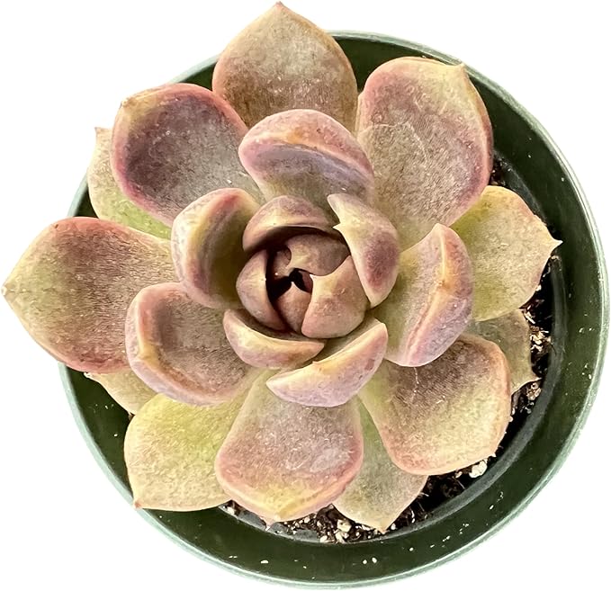 Sprout N Green Echeveria 'Chocolate Mousse', Rare Live Succulent Plant Fully Rooted in 4" Planter with Soil, Home Office Indoor Outdoor Wedding Decoration DIY Projects Party Favor