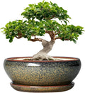 SQOWL Ceramic Bonsai Pots - 12 Inch Succulent Pots with Drainage Hole and Saucer, Large Succulent Planters, Shallow Planter Indoor Outdoor, Round Planter Bowl, Home Decor, Gift for Plant Lover, Brown