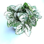 Hypoestes White Splash Live Potted House Plants, 2" Pots