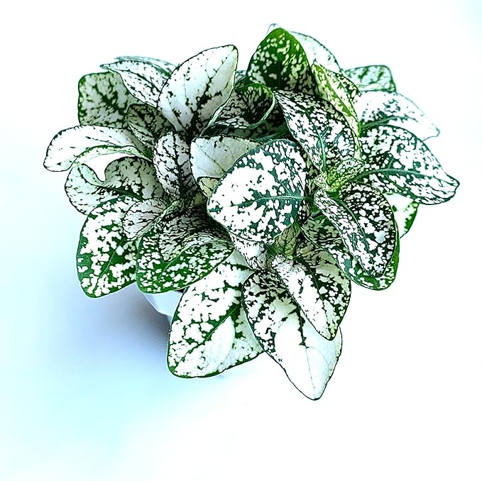 Hypoestes White Splash Live Potted House Plants, 2" Pots