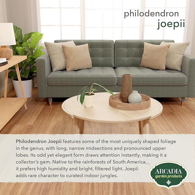 Arcadia Garden Products Live Joepii Philodendron Rare Indoor Houseplant in Plastic Pot, Tropical Plant Collector Gift for Home and Garden Decor, 4-inch, Beige