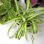 Pet Friendly House Plant Decor 3-Pack, Dog & Cat Safe Plants in 4" White Pots for Home & Office, Grower's Choice Live Houseplants, Approx. 9" Tall, Peperomia, Calathea & More by Plants for Pets