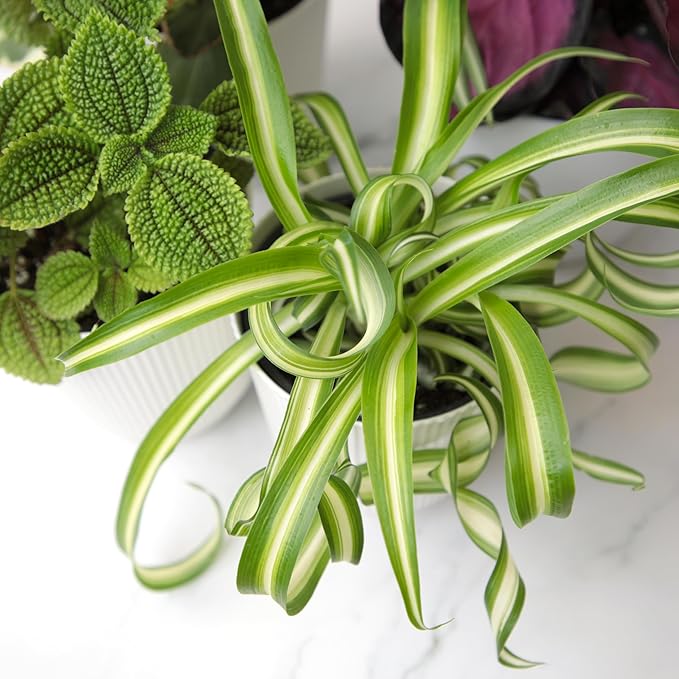 Pet Friendly House Plant Decor 3-Pack, Dog & Cat Safe Plants in 4" White Pots for Home & Office, Grower's Choice Live Houseplants, Approx. 9" Tall, Peperomia, Calathea & More by Plants for Pets