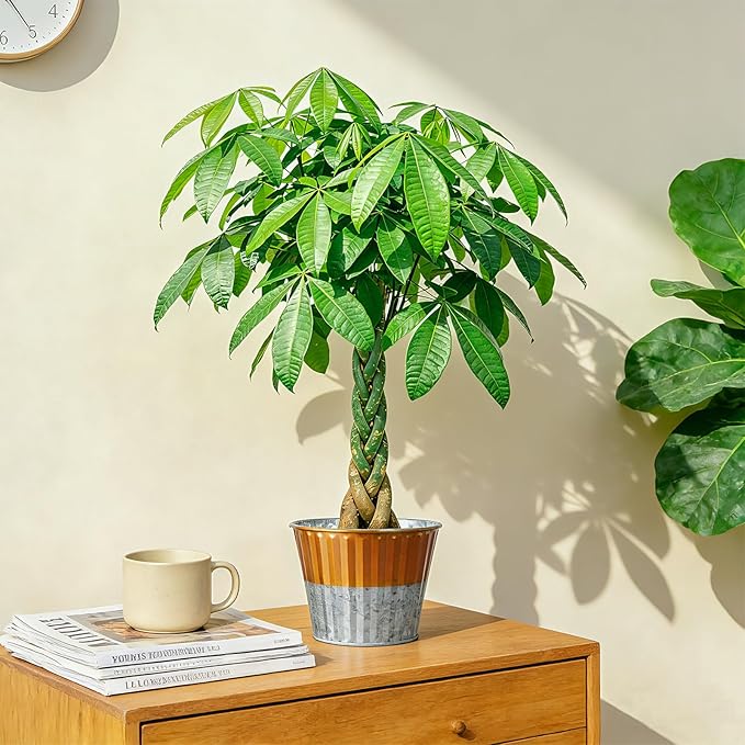 Live Plants Money Tree in 4" Gold-Gray Pot, Easy to Grow Houseplant, Indoor Bonsai, Home Office Decor, Birthday Housewarming Gift