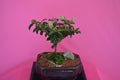 INDOOR BONSAI, GREWIA, 5 YEARS OLD, FLOWERS,PURPLE, BROOM STYLE