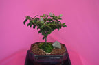 INDOOR BONSAI, GREWIA, 5 YEARS OLD, FLOWERS,PURPLE, BROOM STYLE
