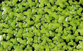 200 Live Duckweed Plants (Lemina Minor) by DBDPet | Live Arrival Guaranteed