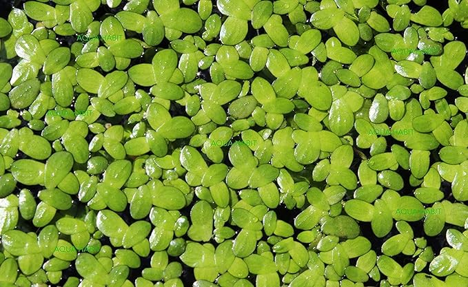 200 Live Duckweed Plants (Lemina Minor) by DBDPet | Live Arrival Guaranteed