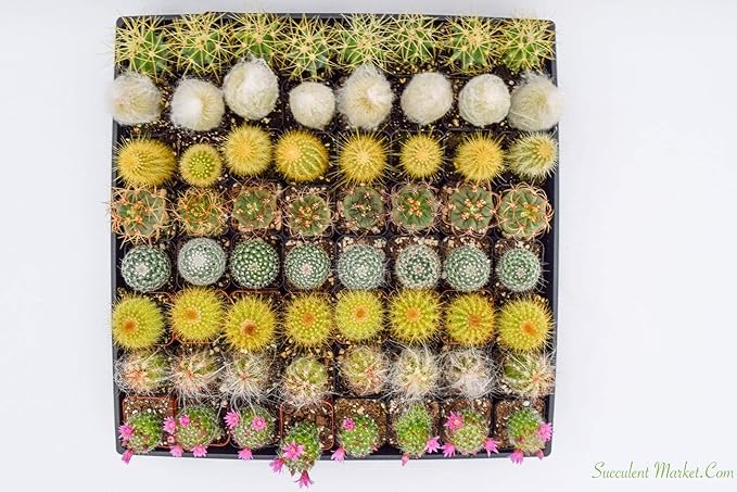Cactus Plants Live – Small Assorted 2-Inch Cactus Plants – Fully Rooted Potted Cactus Plants – Live Cactus Plant Set (40)