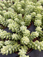 Living Succulent 4" Donkey Tails, Fully Rooted Succulents Plants Live, Succulent Plants Trailing Hanging, Sedum Burrito House Plant for Home Office Decoration, DIY Projects, Party Favor Gift