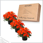 Live Flowering Sunpatiens - Orange (3 Plants Per Pack), Beautiful Annual Summer Color, 10" Tall by 6" Wide in 1 Quart Pot