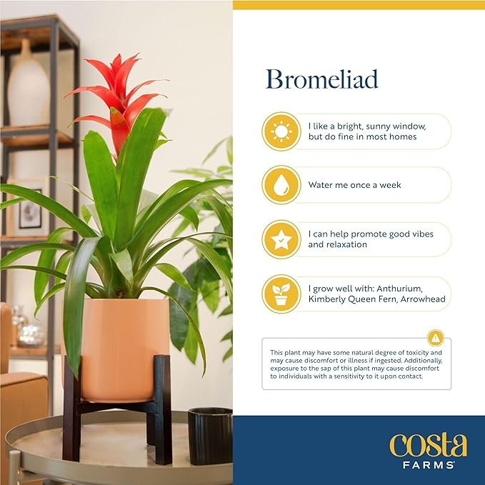 Costa Farms Live Bromeliad Indoor Plant, Red Guzmania Blooming Houseplant in Grow Pot, Tropical Tabletop Decor, Fresh From Farm, 12-Inches Tall