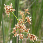 Chalily Giant Bulrush, a Great Live Pond Plant for Your Water Garden. Filters koi and Goldfish Ponds. Good for Bogs, Plant Shelf or Shallow Water This marginal Aquatic is a Real Beauty