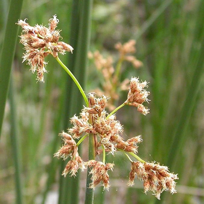 Chalily Giant Bulrush, a Great Live Pond Plant for Your Water Garden. Filters koi and Goldfish Ponds. Good for Bogs, Plant Shelf or Shallow Water This marginal Aquatic is a Real Beauty