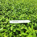 Blueberry Plant Pink Lemonade Live for Sale (4 Pack) | Easy to Grow Plants | Edible Fruit Plant for Sustainable Living | Grow Your own Food on Your Edible Organic Garden| Live for Planting| No Seeds