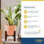 Costa Farms Snake Plant, Live Plant in Decorative Pot, Easy to Maintain, Air Purifying Succulent Indoor Houseplant Assorted Variety, Home, Room, or Office Décor, 12-20 Inches Tall