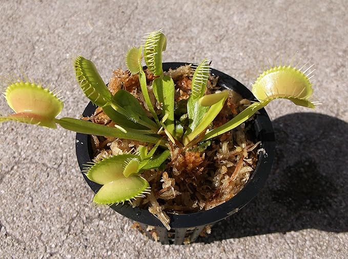 Adult Sized Venus Flytrap - Fly Trap - (Dionaea Muscipula) Carnivorous Plant 3 inch Pot