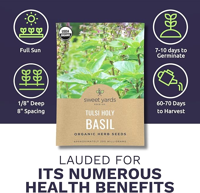 Organic Holy Basil Seeds ‘Tulsi’ – Two Seed Packets! – Over 1,706 Open Pollinated Non-GMO Seeds – Sweet Yards Seed Co.