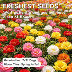 LUOJIBIE Moss Rose Seeds, 20,000+ Bulk Flower Seeds for Planting Outdoors(99% Pure Live, Non-GMO), Mixed Colors and Large Blooms, Attracts Pollinators, Easy to Grow