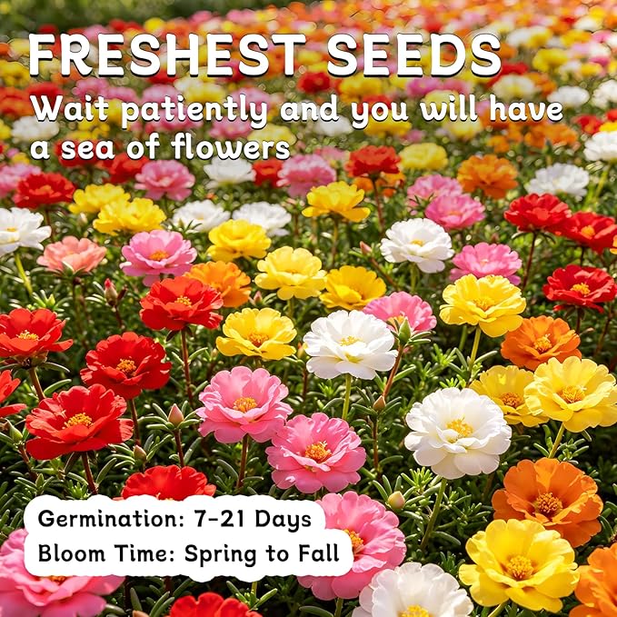Moss Rose Seeds, 40,000+ Bulk Flower Seeds for Planting Outdoors(99% Pure Live, Non-GMO), Mixed Colors and Large Blooms, Attracts Pollinators, Easy to Grow