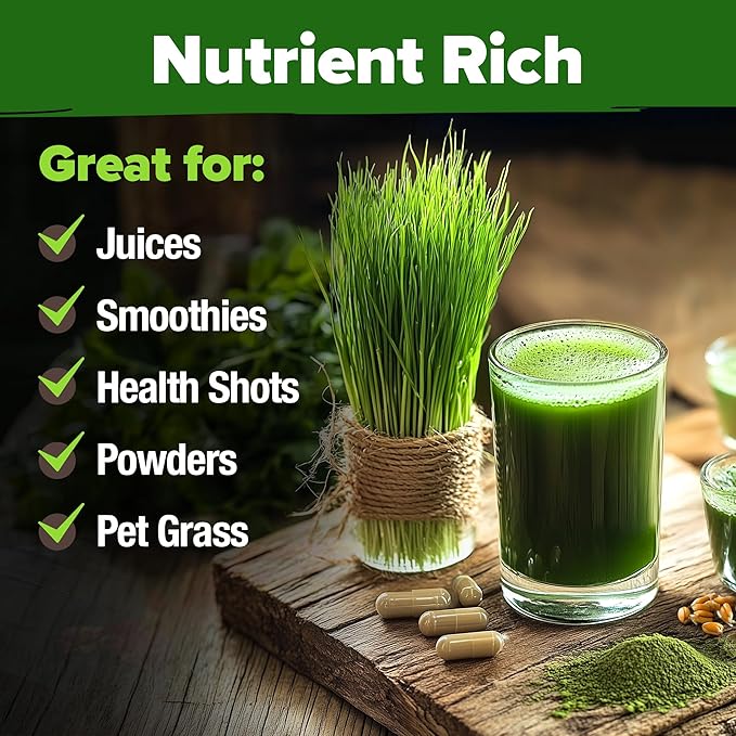 HOME GROWN Hard Red Winter Wheatgrass Seeds 12,000+ Bulk 1.5 lb Heirloom Non-GMO, Sprouting for Juicing, Healthy Smoothies, Pet Cat Grass, Microgreens, Indoor Garden (Triticum aestivum)